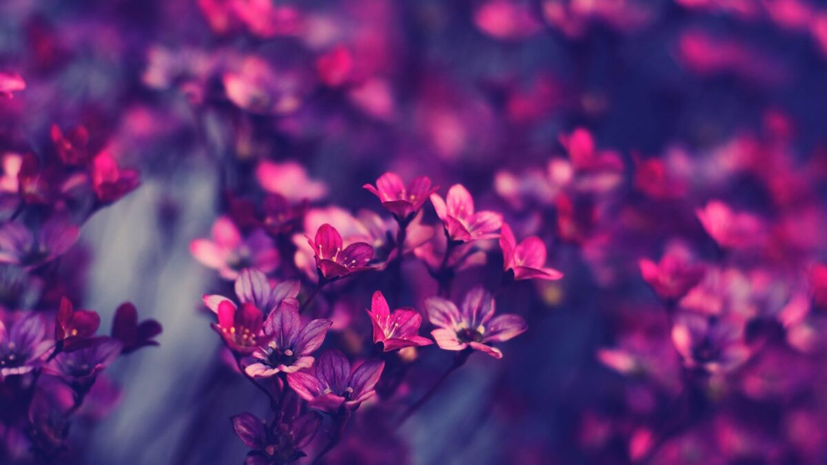 FLORES.jpg
