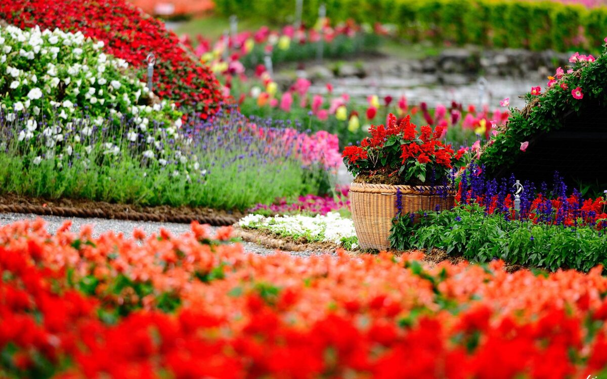 garden1.jpg